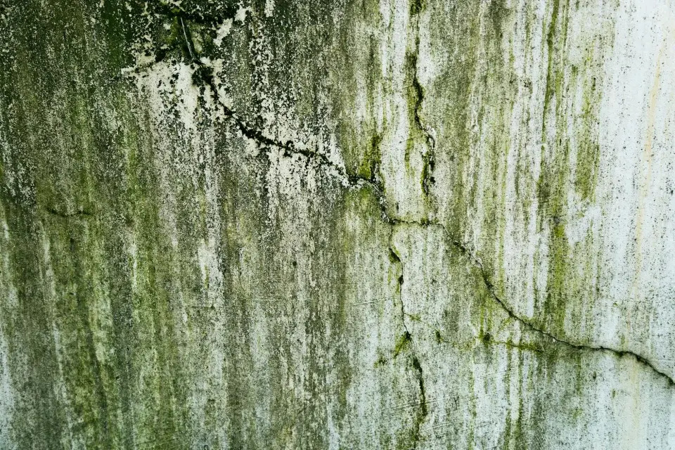 Our Commitment to a Mold-Free Sacramento